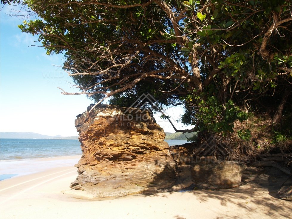 Weathered sandstone outcrop with windswept trees beside a white sand beach. Elim Beach, Australia.