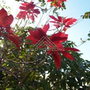 Red poinciana flowers against green leaves and clear sky. Cooktown, Australia.