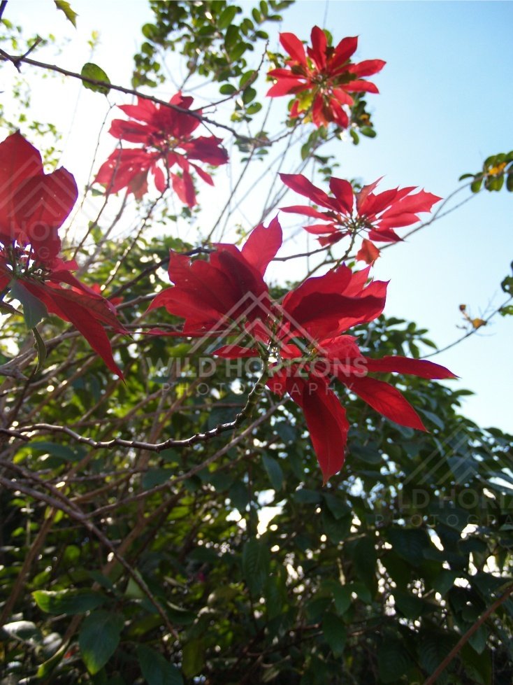 Red poinciana flowers against green leaves and clear sky. Cooktown, Australia.