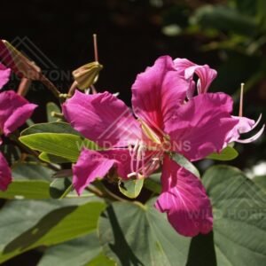 Pink frangipani flowers in sunlight with dark background foliage. Cooktown, Australia.