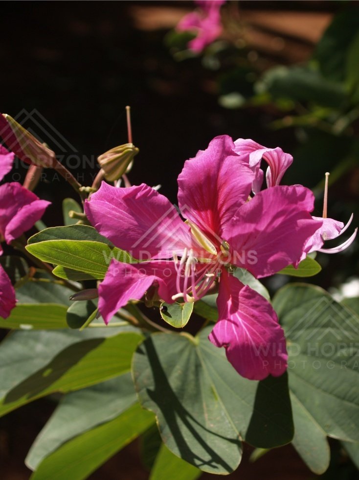 Pink frangipani flowers in sunlight with dark background foliage. Cooktown, Australia.