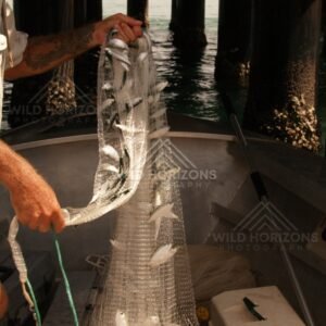 Man holding a bait net full of fish inside an aluminium boat. Seisia, Queensland, Australia.