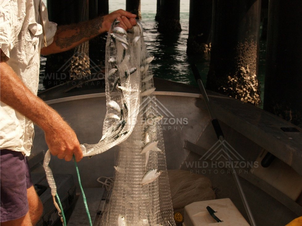 Man holding a bait net full of fish inside an aluminium boat. Seisia, Queensland, Australia.