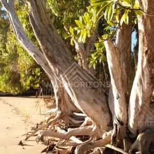 Exposed tree roots gripping sand beside coastal vegetation. Elim Beach, Australia.