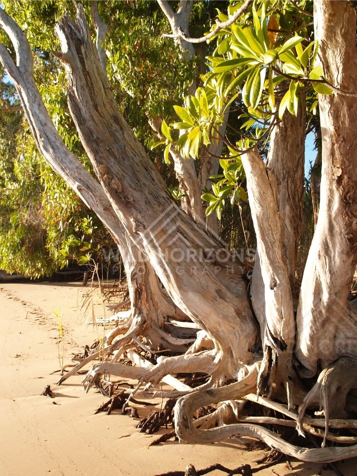 Exposed tree roots gripping sand beside coastal vegetation. Elim Beach, Australia.