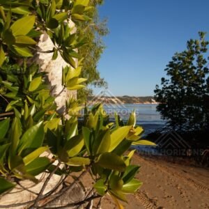 Coastal leaves and tree trunk framing a sandy track beside calm blue water. Elim Beach, Australia.