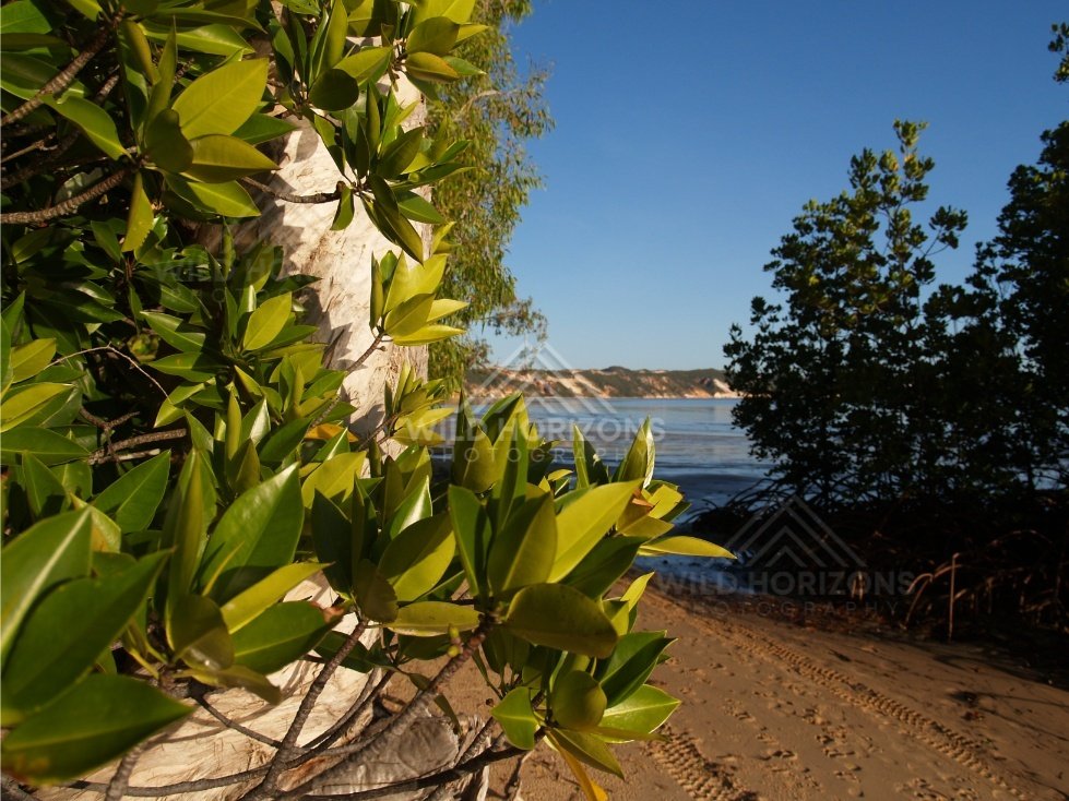 Coastal leaves and tree trunk framing a sandy track beside calm blue water. Elim Beach, Australia.