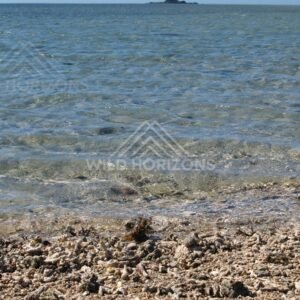 Coral rubble shoreline meeting transparent water with a small rocky island offshore. Elim Beach, Australia.