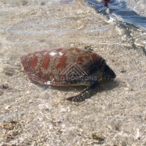 A sea turtle resting in clear shallow water with sunlight flashing on the surface. Elim Beach, Australia.