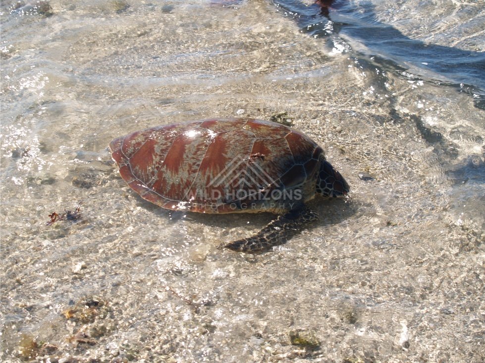 A sea turtle resting in clear shallow water with sunlight flashing on the surface. Elim Beach, Australia.
