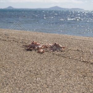 A starfish lying on coarse sand with sparkling sea and distant headlands behind. Elim Beach, Australia.