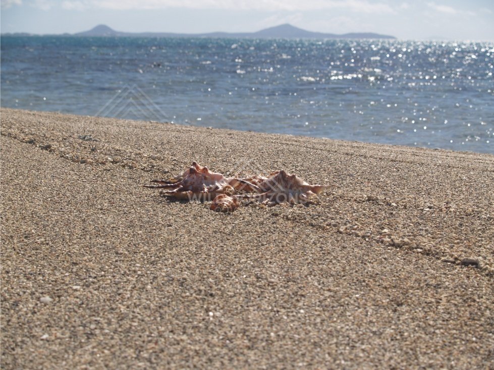 A starfish lying on coarse sand with sparkling sea and distant headlands behind. Elim Beach, Australia.