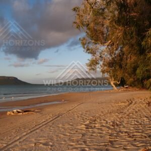 Wide sandy beach under dark cloud with overhanging trees and vehicle tracks in the sand. Elim Beach, Australia.