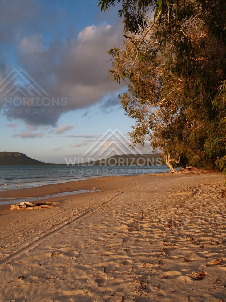 Wide sandy beach under dark cloud with overhanging trees and vehicle tracks in the sand. Elim Beach, Australia.