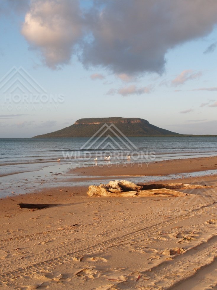 Driftwood on wet sand with a low tide shoreline and a flat-topped island across the water. Elim Beach, Australia.