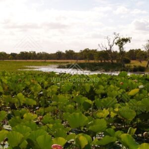 Lotus leaves and pink buds covering a wetland pool with trees across the far bank. Lakefield National Park, Australia.