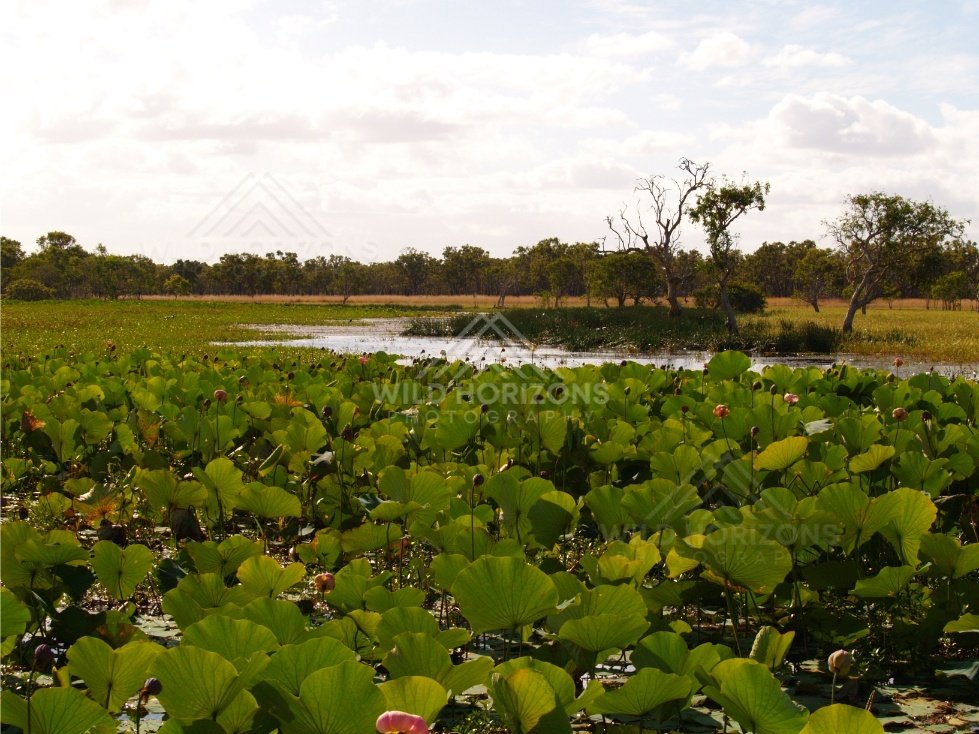 Lotus leaves and pink buds covering a wetland pool with trees across the far bank. Lakefield National Park, Australia.
