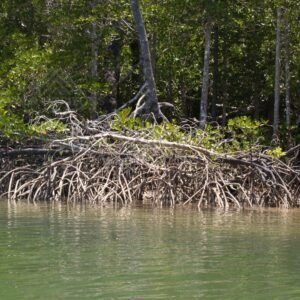 Mangrove roots and dense tropical vegetation along a calm riverbank. Jardine River, Queensland, Australia.
