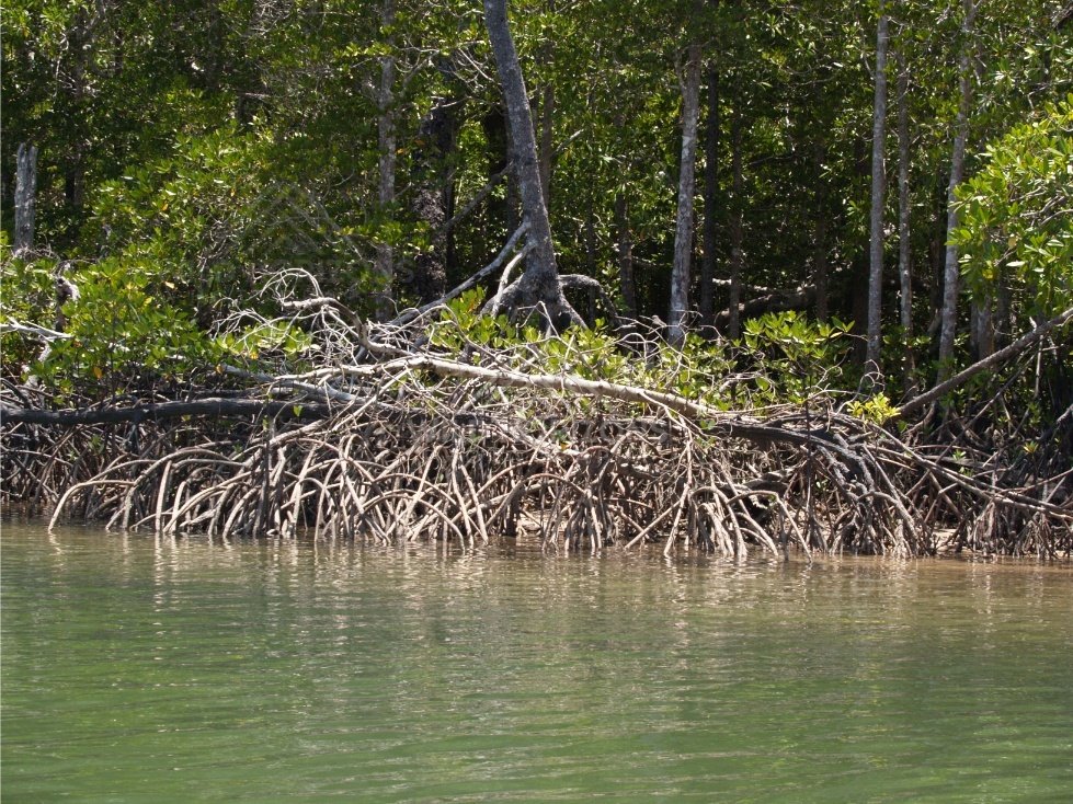 Mangrove roots and dense tropical vegetation along a calm riverbank. Jardine River, Queensland, Australia.
