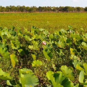 Broad wetland carpeted with lotus leaves and scattered pink blooms under a distant tree line. Lakefield National Park, Australia.