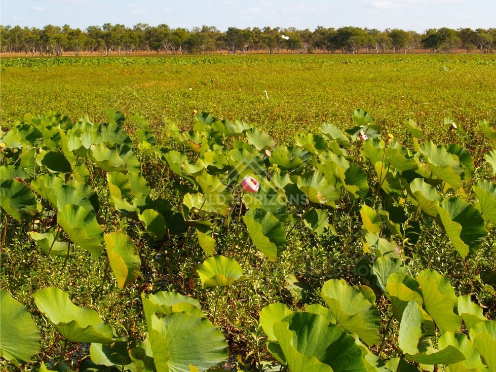 Broad wetland carpeted with lotus leaves and scattered pink blooms under a distant tree line. Lakefield National Park, Australia.