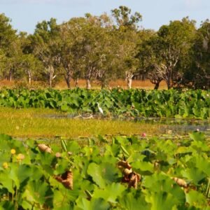 Lotus wetland with a narrow water channel and a white wading bird near the centre. Lakefield National Park, Australia.