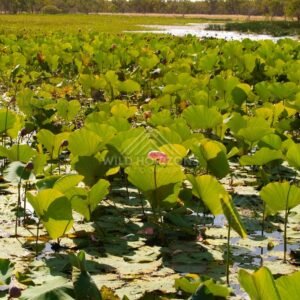 Close lotus leaves and a single pink flower with open water shining in the background. Lakefield National Park, Australia.