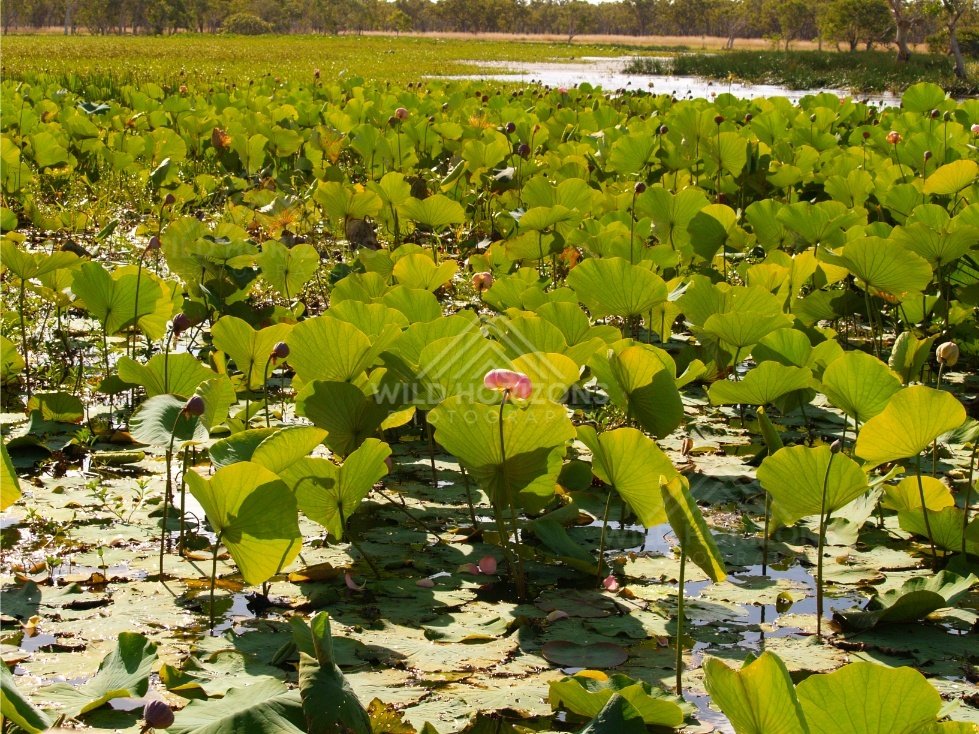 Close lotus leaves and a single pink flower with open water shining in the background. Lakefield National Park, Australia.