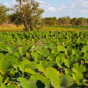 Wide lotus plain with scattered trees and pink blooms under a lightly clouded sky. Lakefield National Park, Australia.
