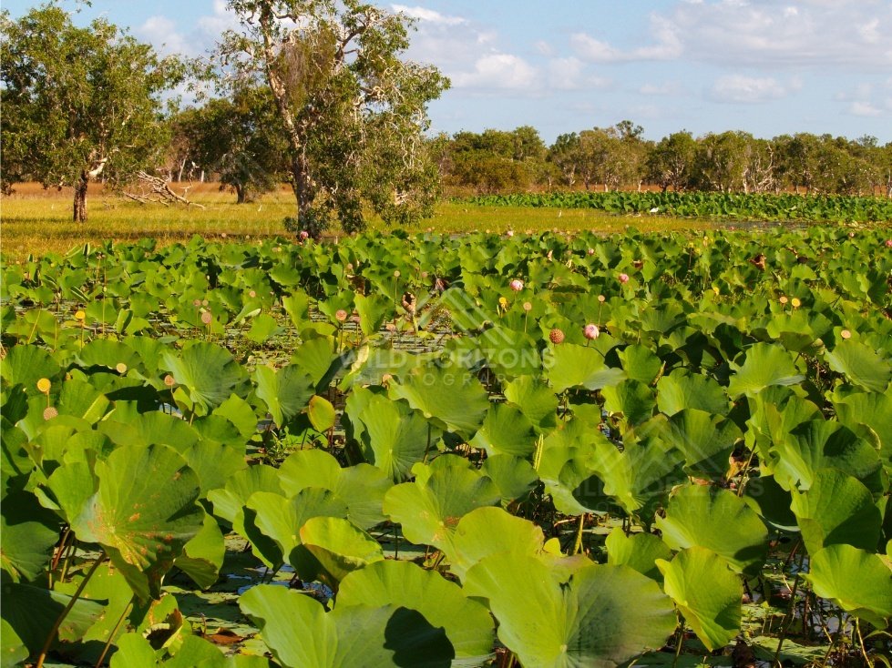 Wide lotus plain with scattered trees and pink blooms under a lightly clouded sky. Lakefield National Park, Australia.