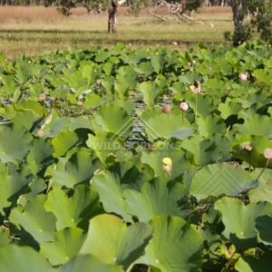 Dense lotus leaves with seed pods and pink buds in front of grass and trees. Lakefield National Park, Australia.