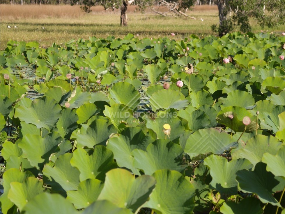 Dense lotus leaves with seed pods and pink buds in front of grass and trees. Lakefield National Park, Australia.