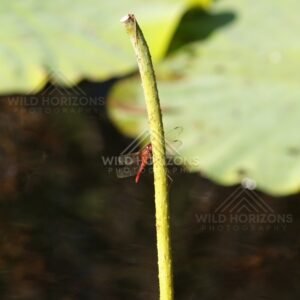 Dragonfly clinging to a lotus stem against a soft green water background. Lakefield National Park, Australia.