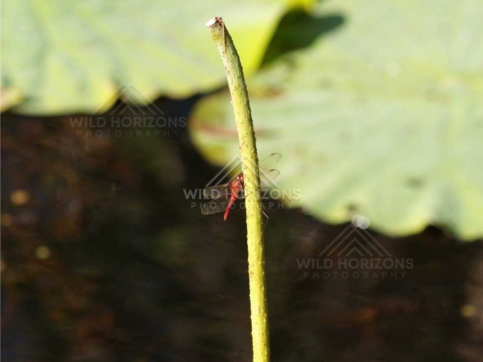 Dragonfly clinging to a lotus stem against a soft green water background. Lakefield National Park, Australia.