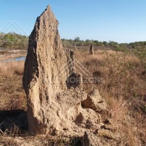 Tall termite mound rising from dry grass with scattered shrubs and a small water pool to the side. Lakefield National Park, Australia.