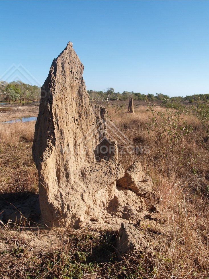 Tall termite mound rising from dry grass with scattered shrubs and a small water pool to the side. Lakefield National Park, Australia.