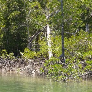 Mangrove roots and dense tropical vegetation along a calm riverbank. Jardine River, Queensland, Australia.
