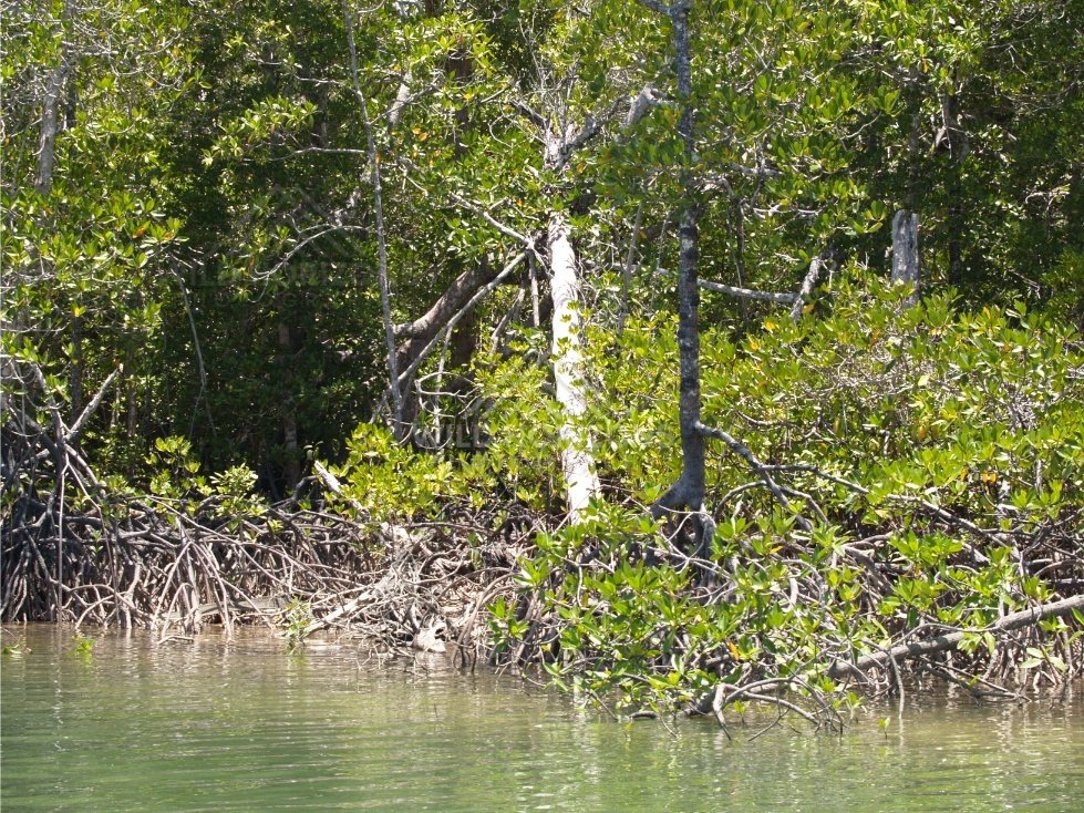 Mangrove roots and dense tropical vegetation along a calm riverbank. Jardine River, Queensland, Australia.