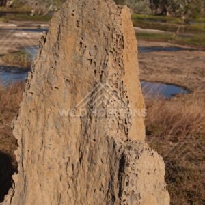 Close view of a textured termite mound with shallow wetland pools and woodland behind. Lakefield National Park, Australia.