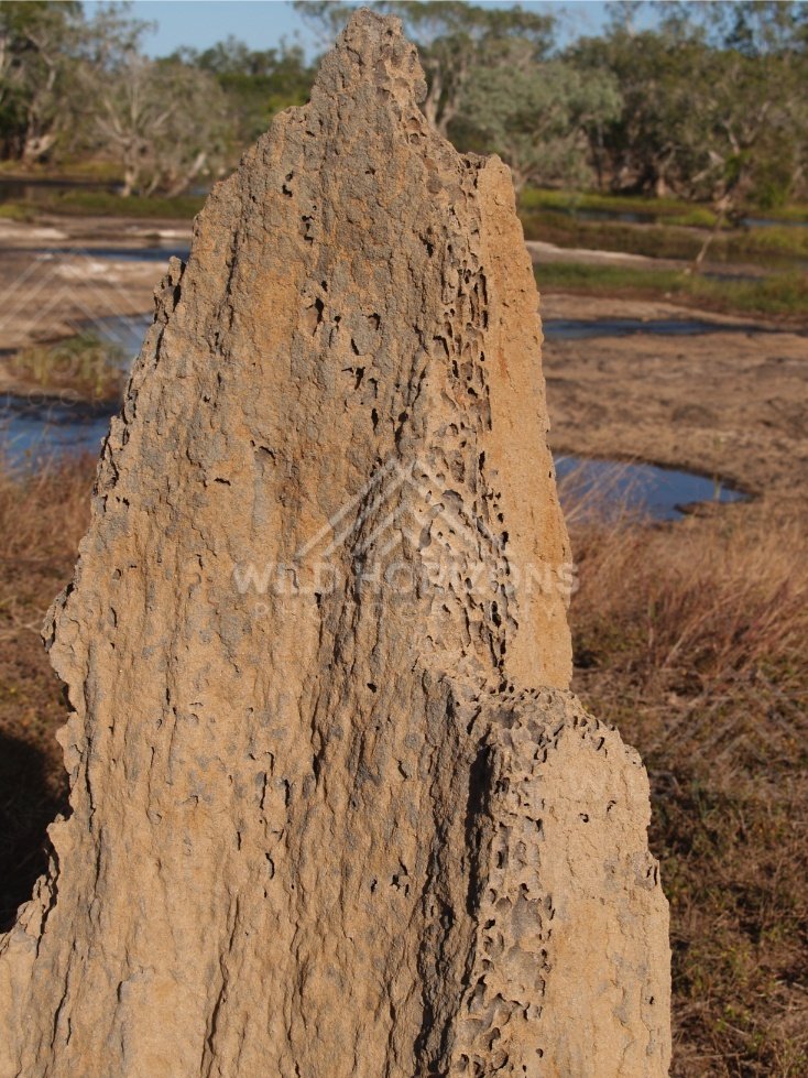 Close view of a textured termite mound with shallow wetland pools and woodland behind. Lakefield National Park, Australia.