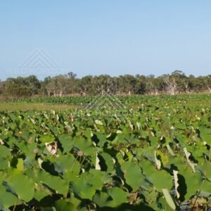 Wide wetland covered in lotus leaves with a distant treeline under clear sky. Lakefield National Park, Australia.