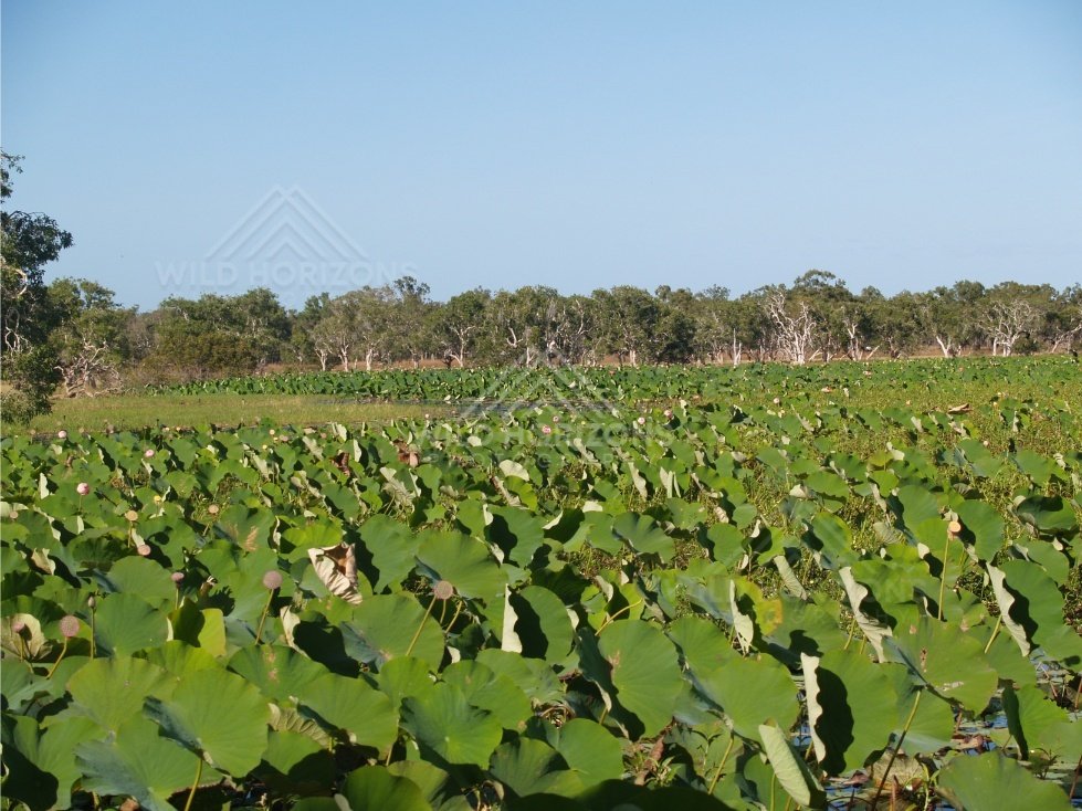 Wide wetland covered in lotus leaves with a distant treeline under clear sky. Lakefield National Park, Australia.