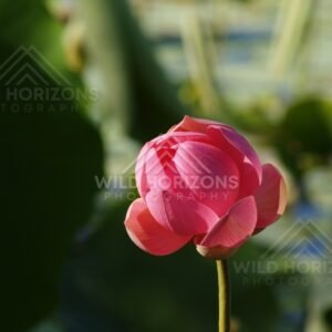 Pink lotus bud rising above green lotus leaves in soft sunlight. Lakefield National Park, Australia.