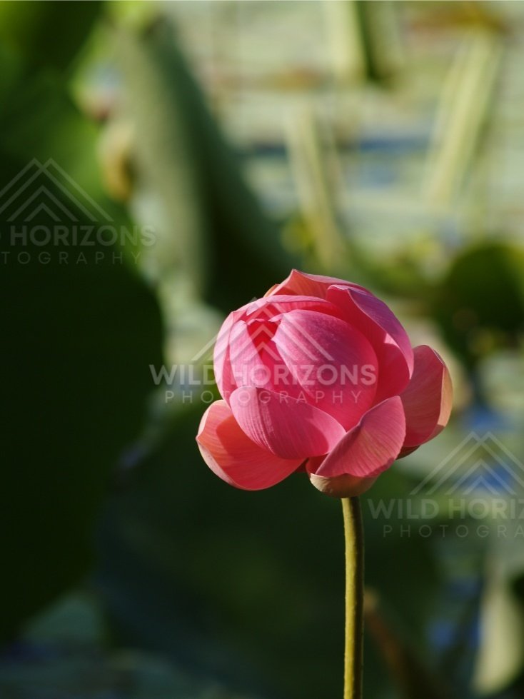 Pink lotus bud rising above green lotus leaves in soft sunlight. Lakefield National Park, Australia.