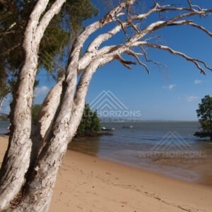 Leaning white-barked trees beside a sandy beach and calm shallow water. Elim Beach, Australia.