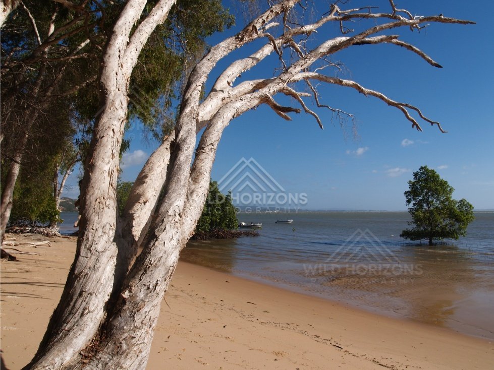 Leaning white-barked trees beside a sandy beach and calm shallow water. Elim Beach, Australia.