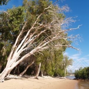 Shallow coastal water lapping a sandy bank lined with white-barked trees. Elim Beach, Australia.