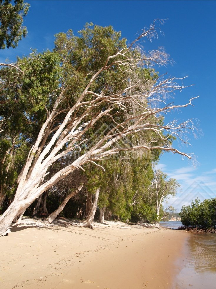 Shallow coastal water lapping a sandy bank lined with white-barked trees. Elim Beach, Australia.
