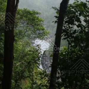 Dense rainforest canopy seen through tree trunks in humid light. Kuranda, Australia.