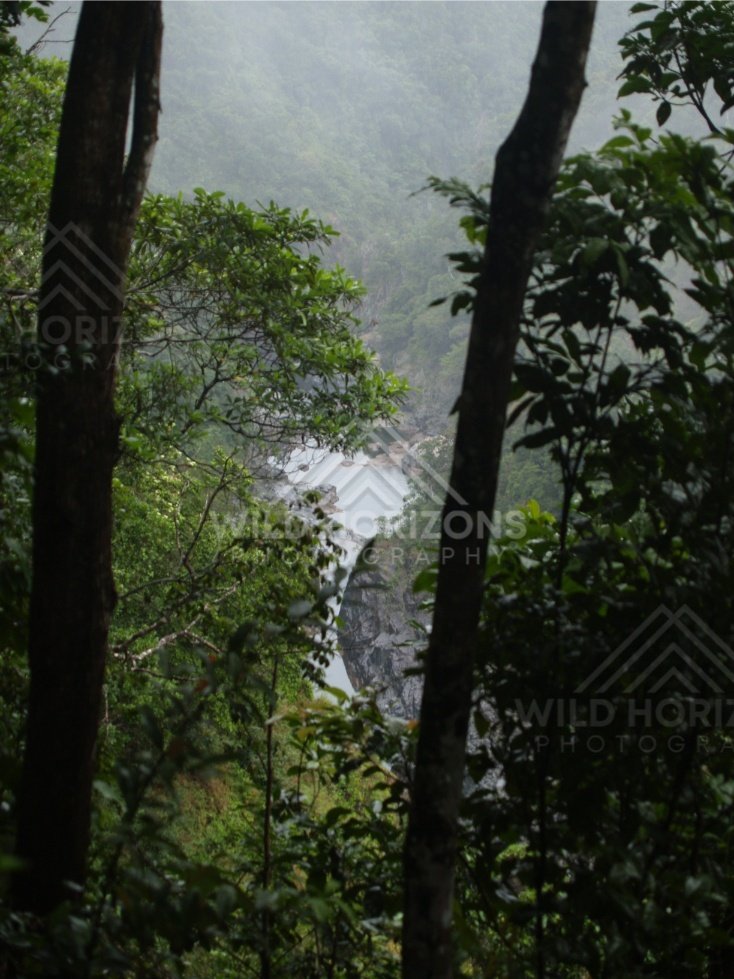 Dense rainforest canopy seen through tree trunks in humid light. Kuranda, Australia.